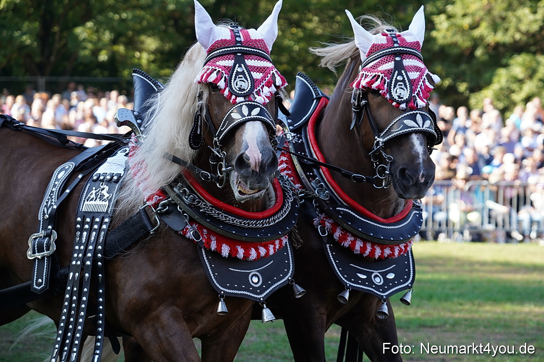 Pferde und Fohlenschau 2022 0017 